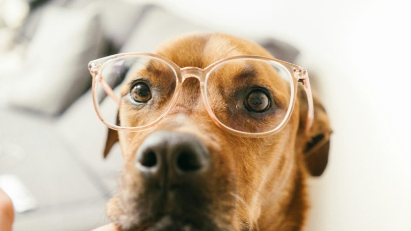 Pourquoi il est important de comparer les assurances chiens avant d’y souscrire?