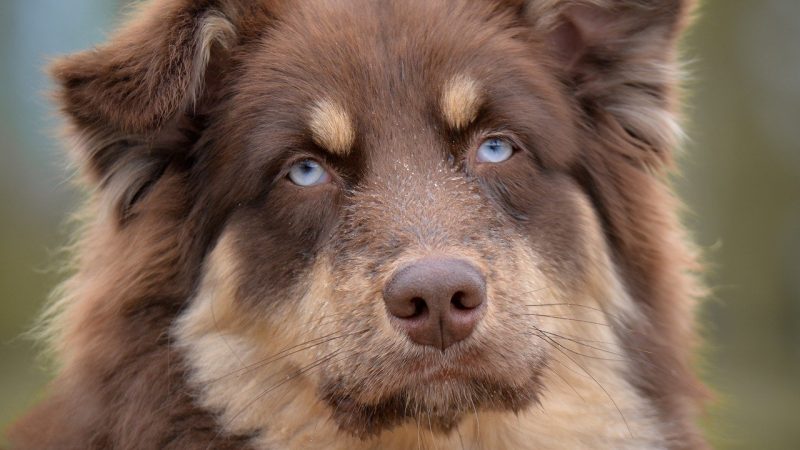 Fidelis, le berger australien de Léon XIV qui fait vibrer les jardins du Vatican