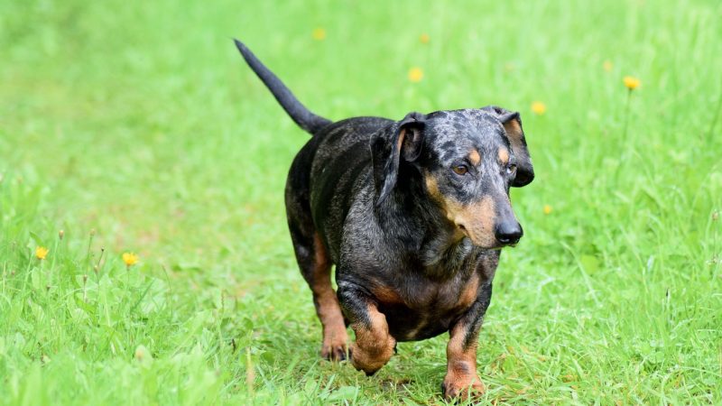Teckel arlequin : tout comprendre pour mieux vivre avec lui