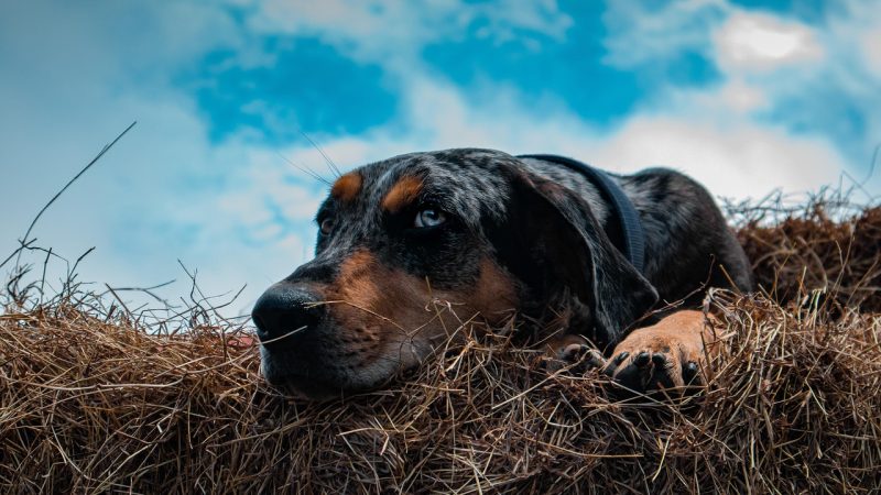 Catahoula léopard : l’athlète tacheté de Louisiane aux talents multiples