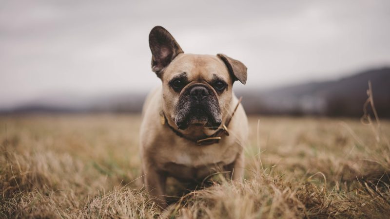 Chiens tendance 2026 : les races qui vont faire chavirer les maîtres