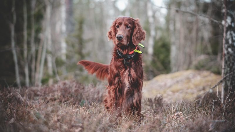 Chiens de chasse : dompter l’instinct et sublimer l’éducation au quotidien