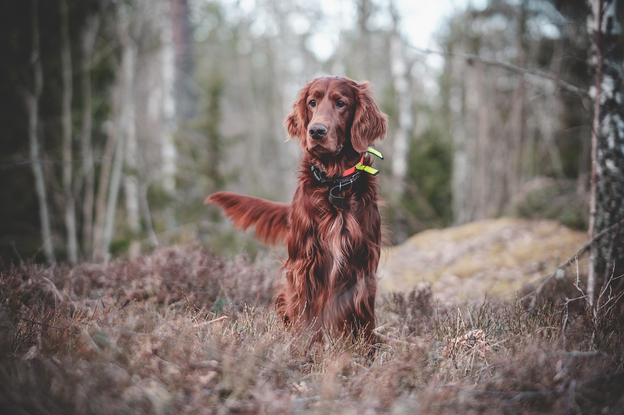 Chiens de chasse : dompter l’instinct et sublimer l’éducation au quotidien