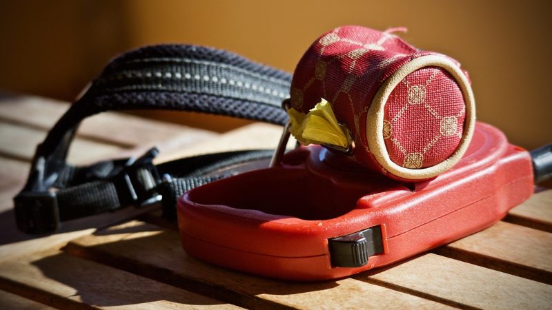 Collier ou harnais : faites le bon choix pour des balades sereines