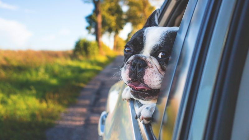 Chien serein en voiture : méthodes éprouvées pour des trajets apaisés