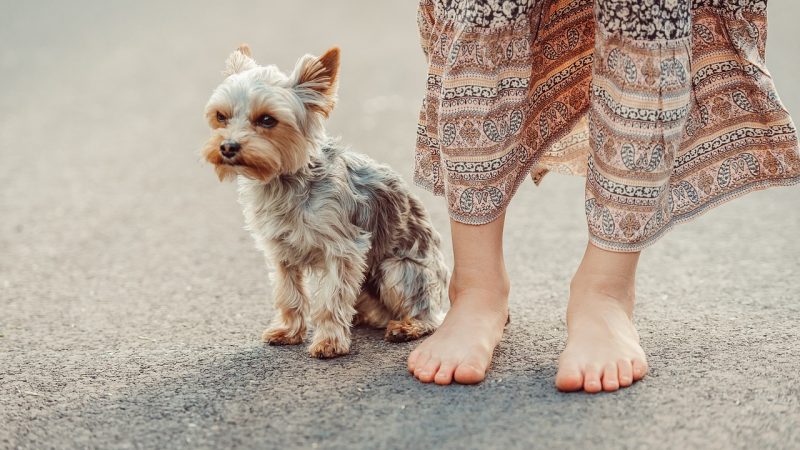 Nourrir le Yorkshire Terrier : le guide simple et rassurant