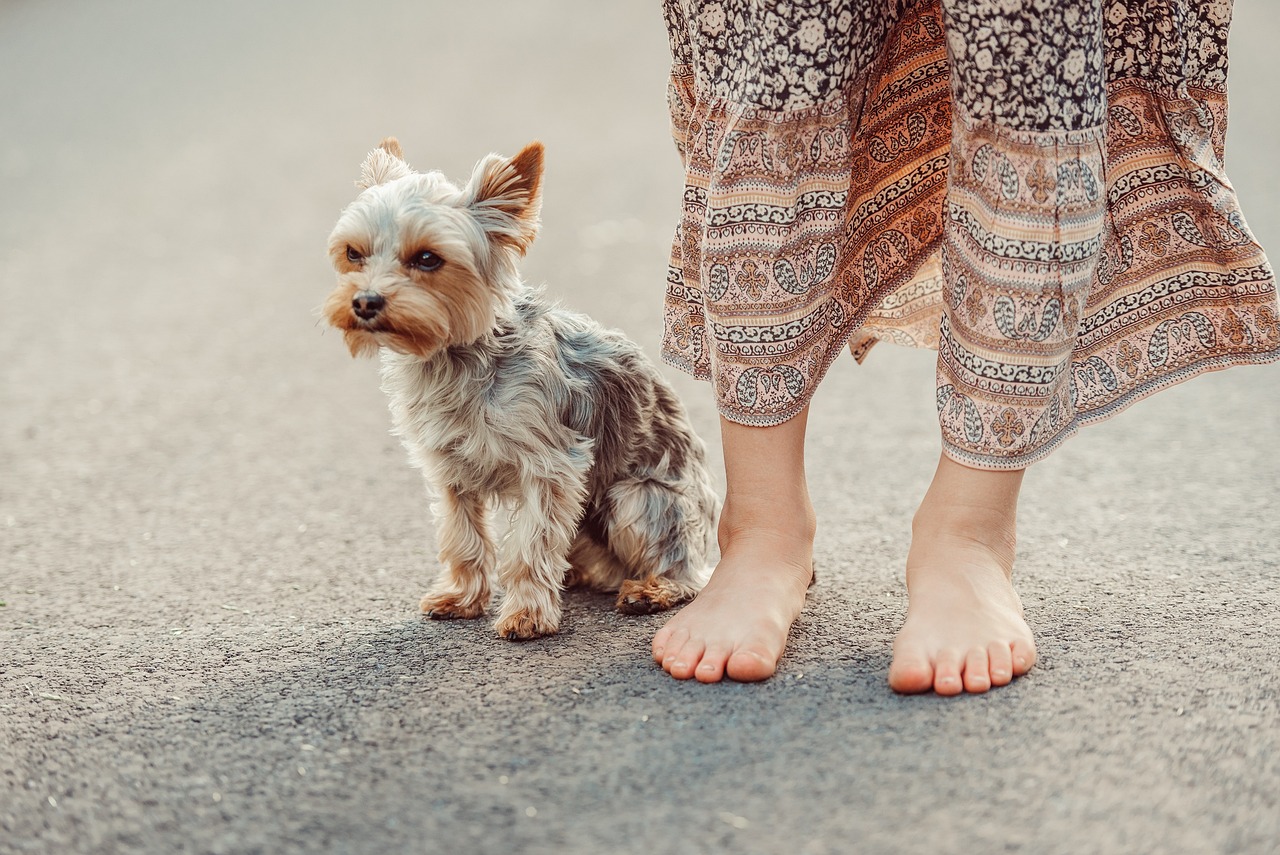Nourrir le Yorkshire Terrier : le guide simple et rassurant