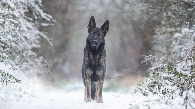 Protéger son chien du froid : le guide hivernal des maîtres attentionnés