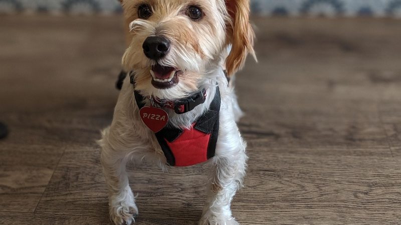 Diarrhée chez le chien : réflexes d’urgence, causes et soins utiles