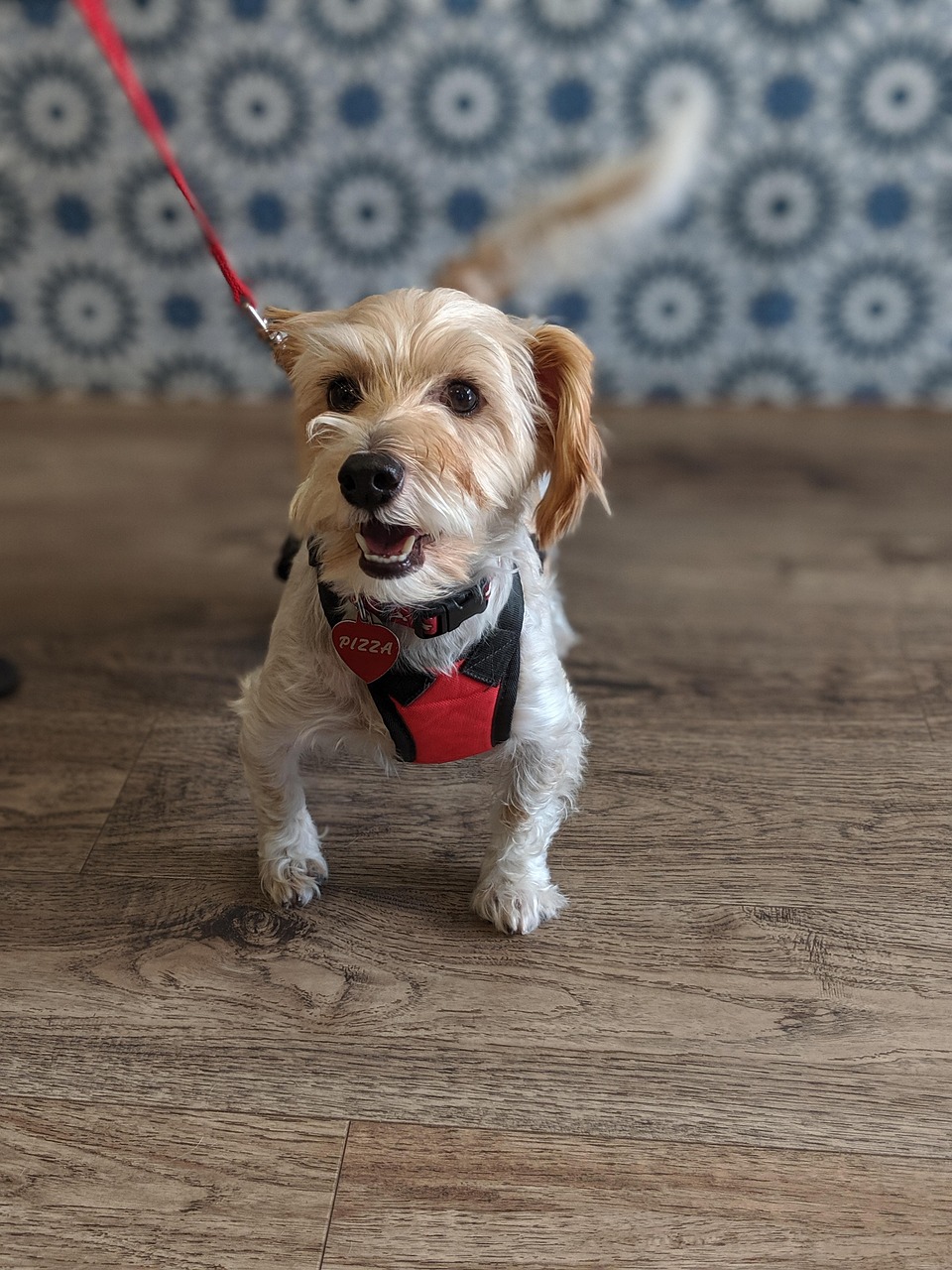 Diarrhée chez le chien : réflexes d’urgence, causes et soins utiles