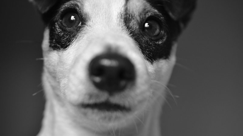 Décoder la posture et le langage corporel du chien : le guide qui change tout