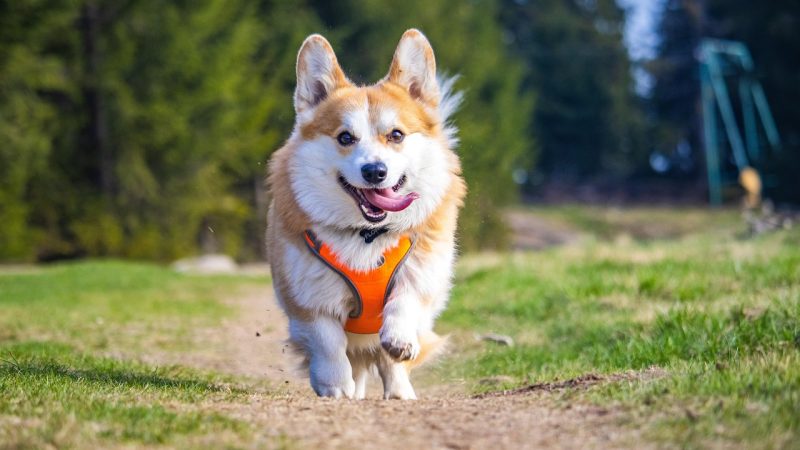 Corgi : le vrai visage d’un petit berger qui fait craquer le web