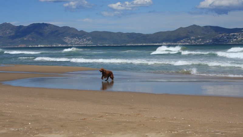 Argelès-sur-Mer avec votre chien : plages autorisées, règles et bons plans