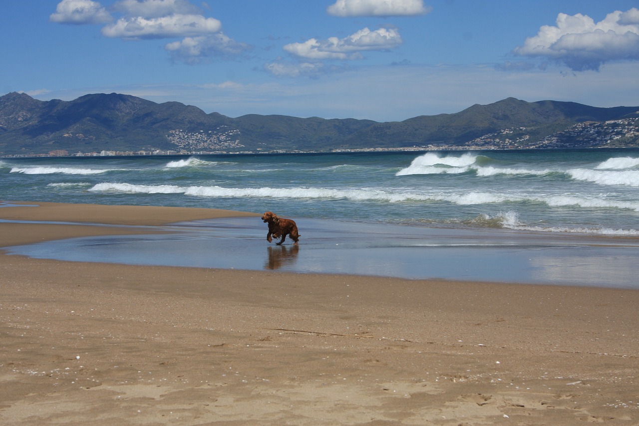 Argelès-sur-Mer avec votre chien : plages autorisées, règles et bons plans