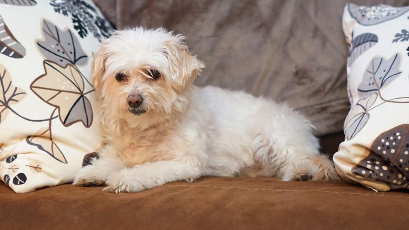 5 races canines presque sans mue pour un intérieur impeccable