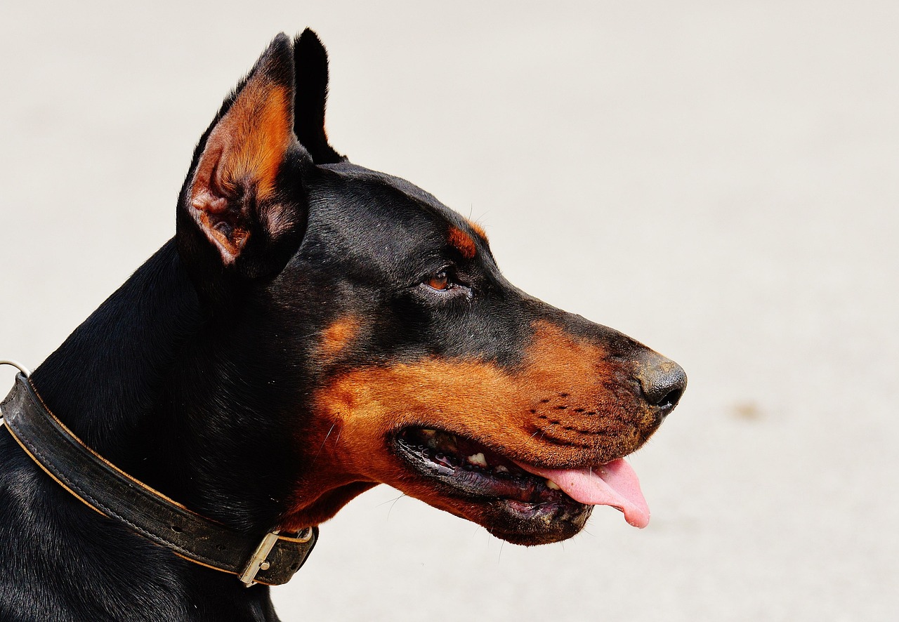 Doberman : athlète loyal et protecteur, un compagnon à redécouvrir