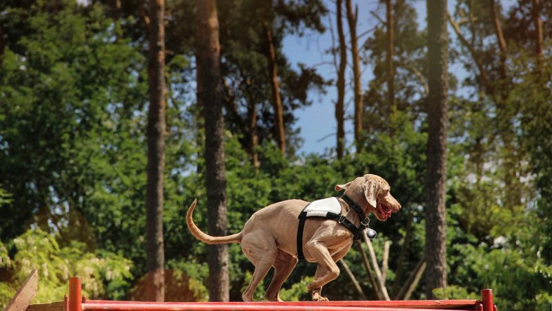 Chien de refuge craintif ou agressif : comment reconstruire la confiance pas à pas