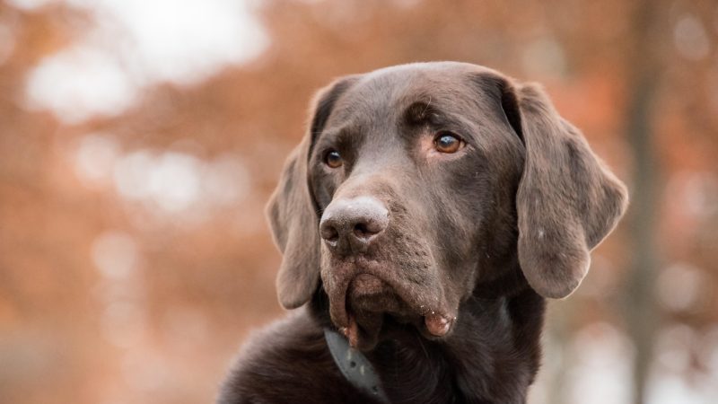 Chiens à robe marron : panorama des races et mode d’emploi pour bien choisir