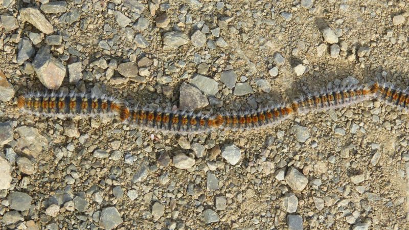 Printemps: le piège des chenilles processionnaires pour nos chiens