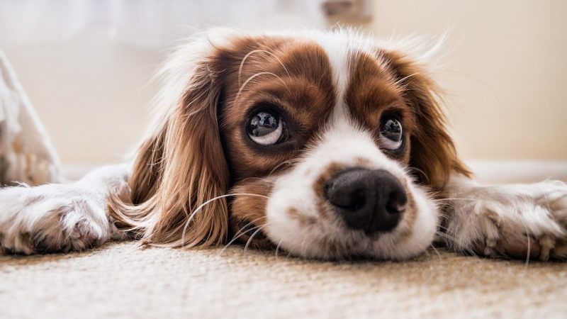 Épillets chez le chien : comprendre le danger et protéger votre compagnon