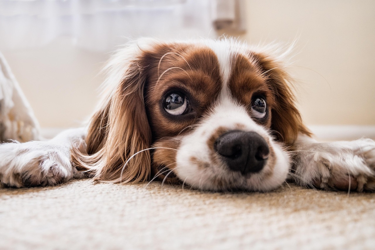 Épillets chez le chien : comprendre le danger et protéger votre compagnon