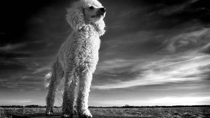 Trouvez votre chien idéal : le guide qui respecte votre quotidien