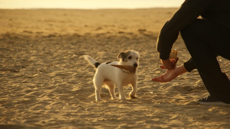 Glaces pour chiens : recettes sûres, risques à éviter et idées fraîches