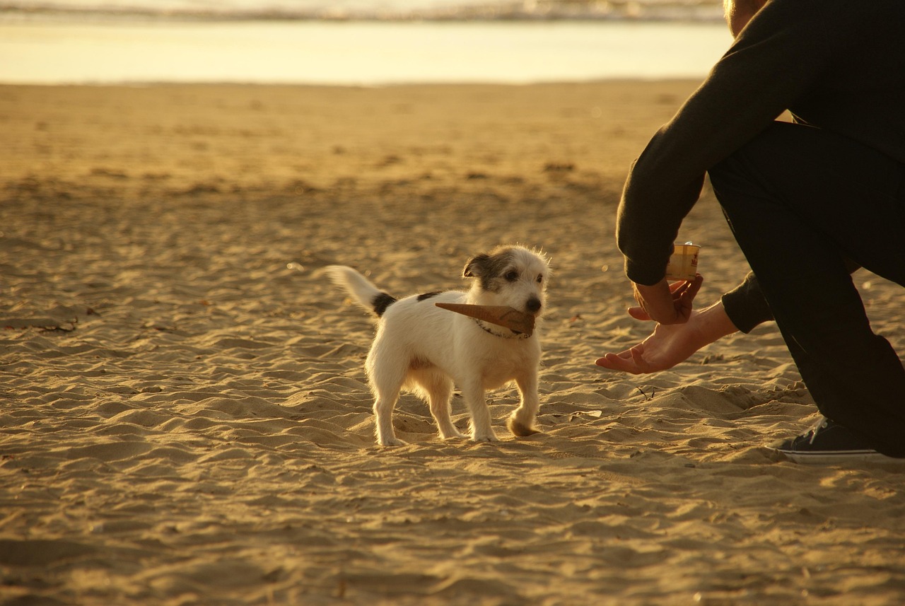 Glaces pour chiens : recettes sûres, risques à éviter et idées fraîches