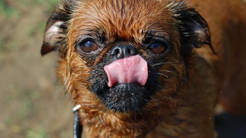Griffon Belge : le compagnon miniature au caractère XXL