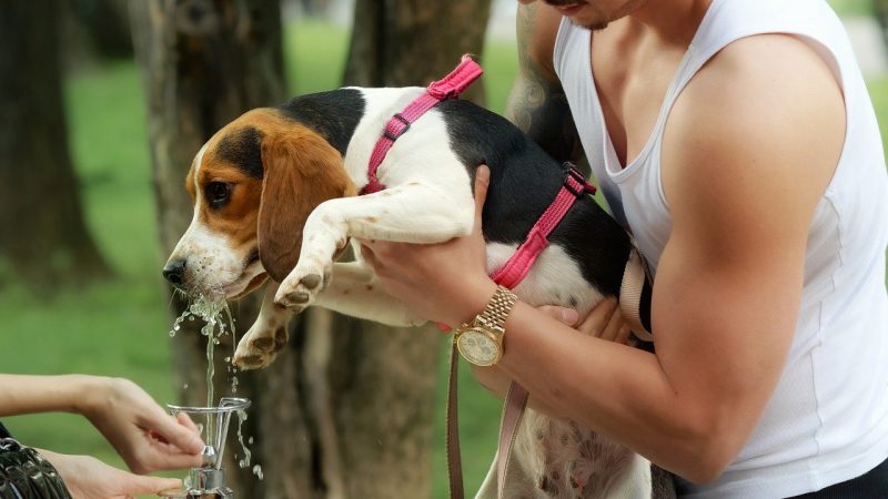 Harnais en H ou en Y : le bon choix pour un chien à l’aise et en sécurité