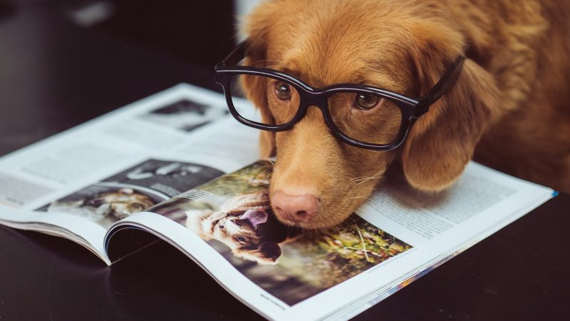 Bien choisir son éducateur canin pour un apprentissage éthique et efficace