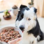 Alimentation fraîche pour chien 1