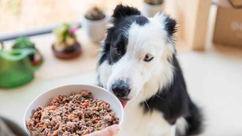 Les bienfaits de l’alimentation fraîche pour les chiens