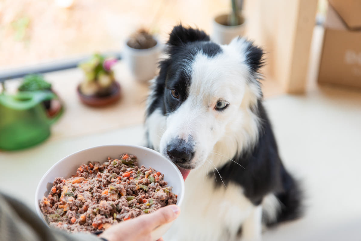 Les bienfaits de l’alimentation fraîche pour les chiens