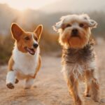 Deux chiens qui courent joyeusement en extérieur, illustration de la Semaine Nationale du Chien 2026