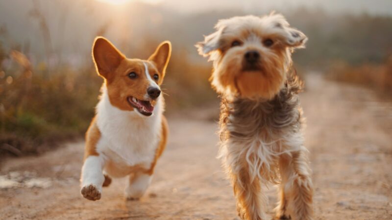 Semaine Nationale du Chien 2026 : dates, programme et comment y participer