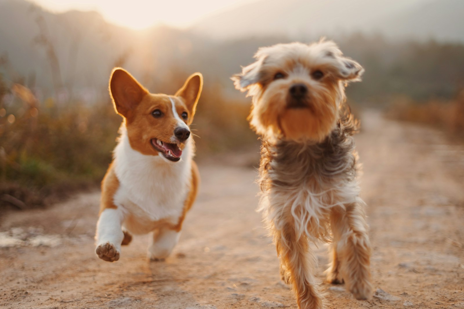 Semaine Nationale du Chien 2026 : dates, programme et comment y participer