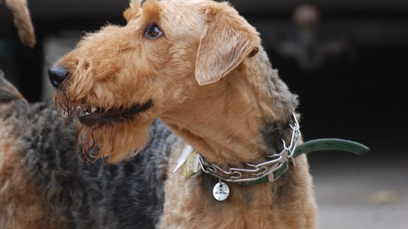 Airedale Terrier