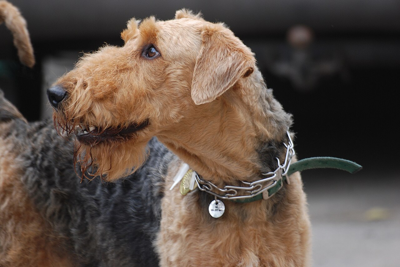 Airedale Terrier