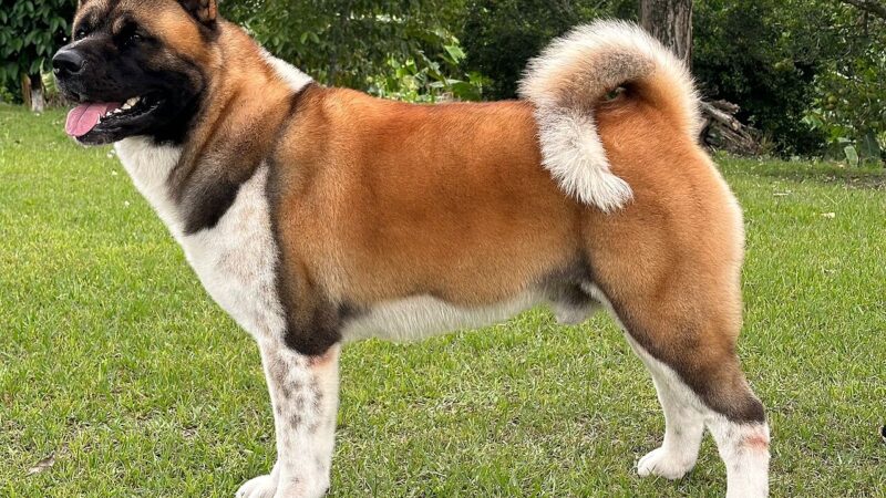 Akita américain