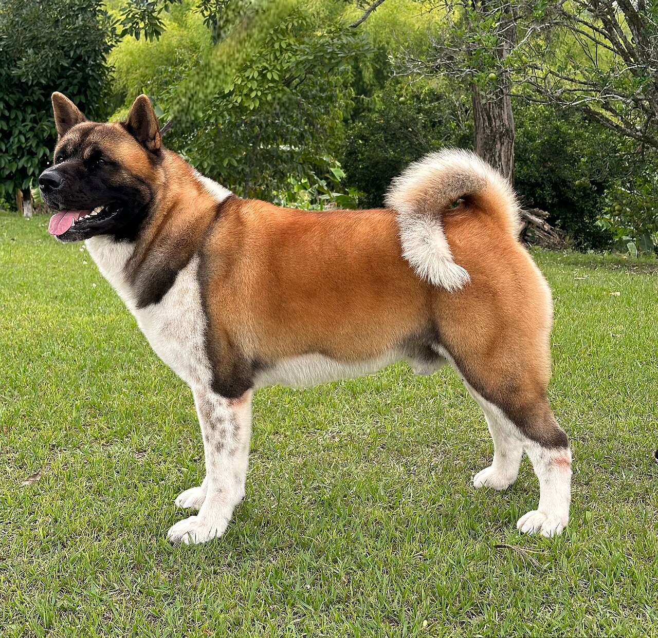 Akita américain