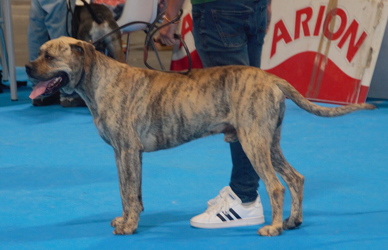 Alano espagnol
