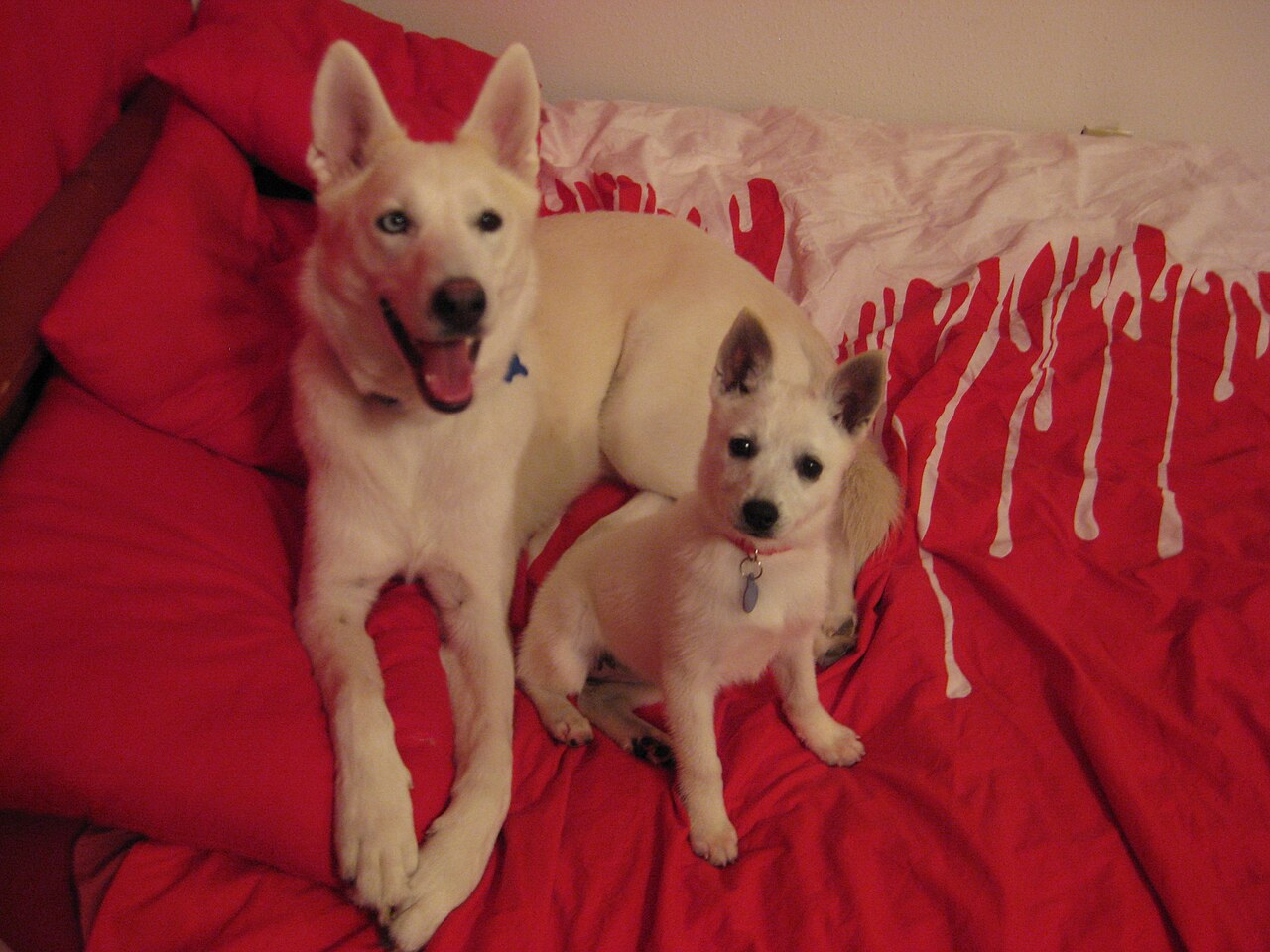 Alaskan Klee Kai