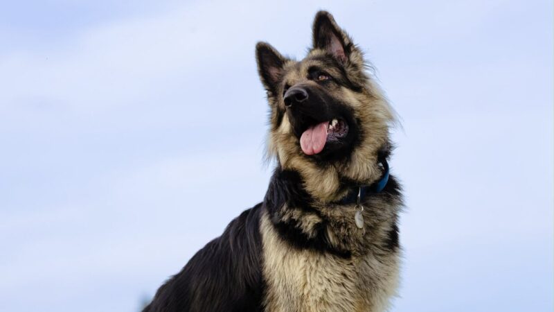 Altdeutscher Schäferhund