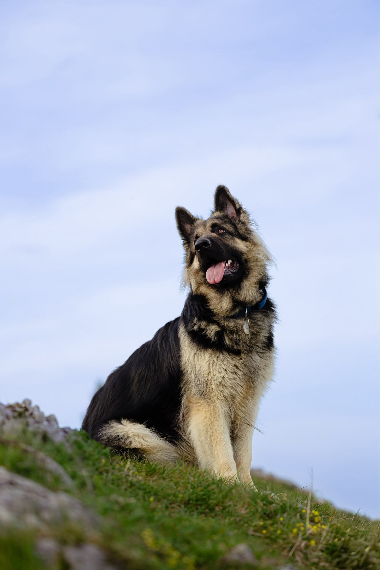 Altdeutscher Schäferhund