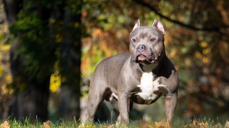 American Bully
