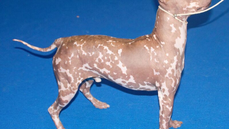 American Hairless Terrier