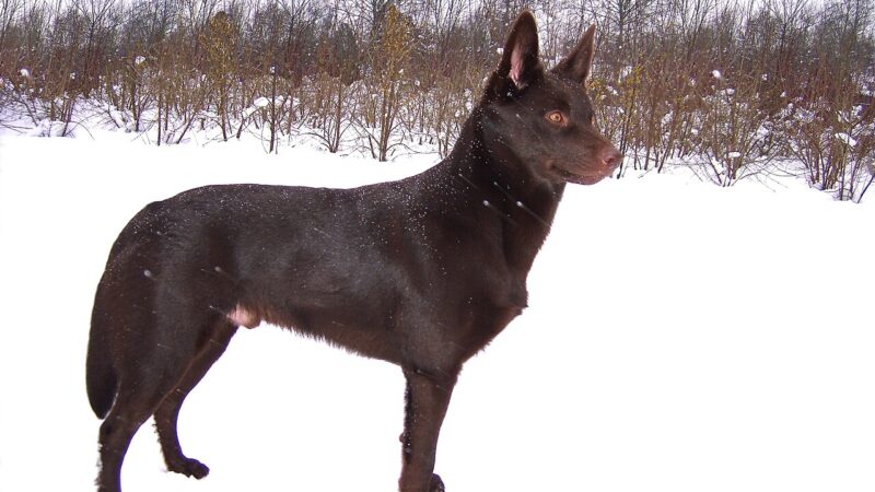 Australian Kelpie