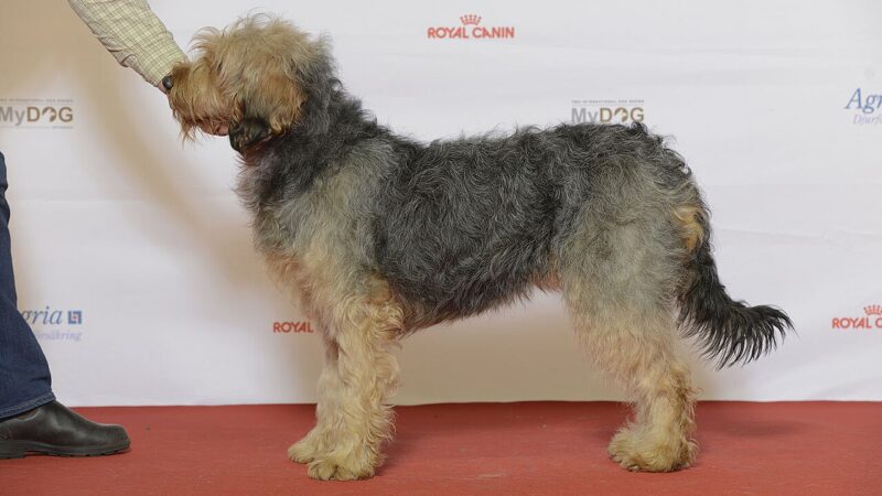 Chien courant de Bosnie à poil dur (barak)