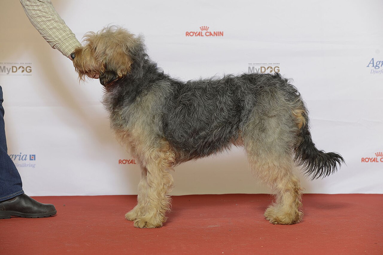 Chien courant de Bosnie à poil dur (barak)
